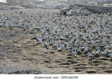 Breeding Site For Cape Gannets In Lambert’s Bay Bird Island Nature Reserve In South Africa