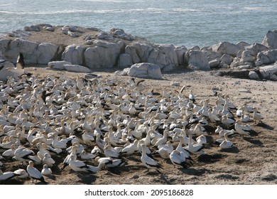 Breeding Site For Cape Gannets In Lambert’s Bay Bird Island Nature Reserve In South Africa