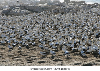 Breeding Site For Cape Gannets In Lambert’s Bay Bird Island Nature Reserve In South Africa