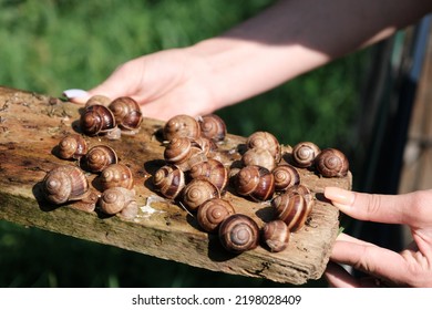 Breeding snails to obtain mucin. Cosmetic product made from snail mucin. Rejuvenation. Snail therapy. Ecological snail farm