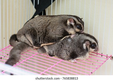 Breeding of Sugar Gliders, Male sugar glider holding his female with his tiny hands, Sugar Rider in a cage