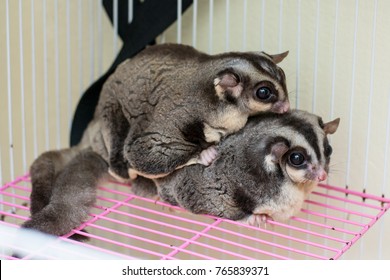 Breeding of Sugar Gliders, Male sugar glider holding his female with his tiny hands, Sugar Rider in a Basket,Breed