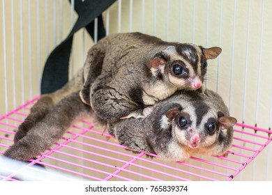 Breeding of Sugar Gliders, Male sugar glider holding his female with his tiny hands, Sugar Rider in a Basket