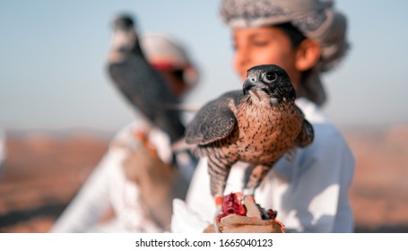 Breeding and training Omani hawks, a young boy holding a hawk. - Powered by Shutterstock