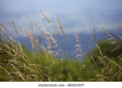 breeze