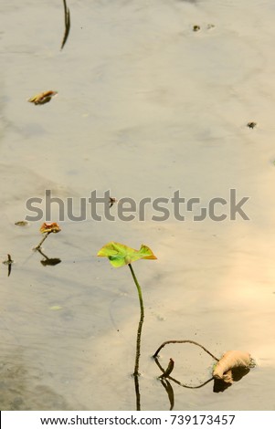 Similar – Image, Stock Photo interference field Creeper