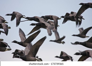 Brent Geese