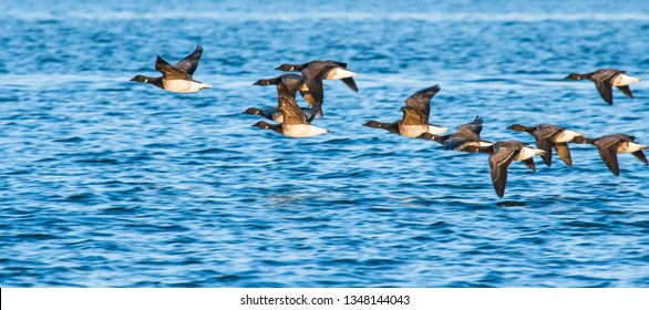 Brent Geese Flying