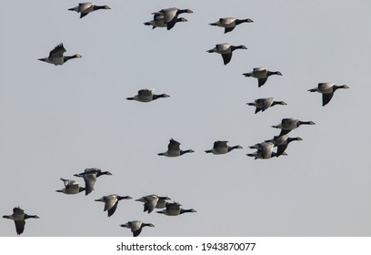 Brent Geese Flying In Formation