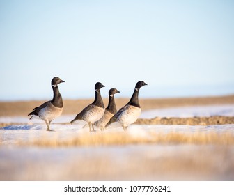 Brent Geese In Migration