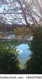 Brentwood Bay Boat Dock With Arbutus Tree In Front