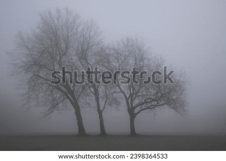 Brentwood, Essex, United Kingdom, December 2, 2023. Three mysterious, enigmatic trees in a row. No leaves. Stood in a field shrouded in mist or fog. Outdoors on a cold freezing murky winter day