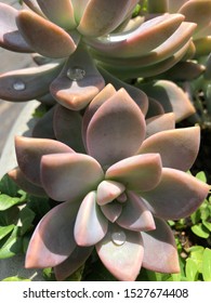 Brentwood, TN August, 2019 Succulents After The Rain. Raindrops On Their Petals