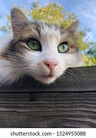 Brentwood, TN October 7, 2019 This Cat Is Watching With Serious Intent, Nothing Will Get Passed Her.