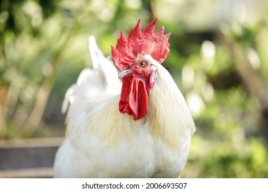 Bress Gallic breed white cock in a green nature background. The Gallic rooster is an unofficial national symbol of France.