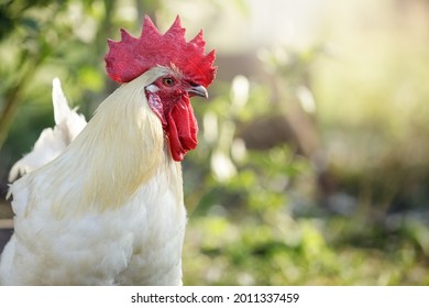 Bress Gallic breed white cock in a green nature background. This breed is an unofficial national symbol of France.