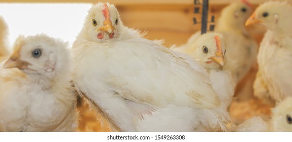 278 Bresse Chicken Images, Stock Photos & Vectors | Shutterstock