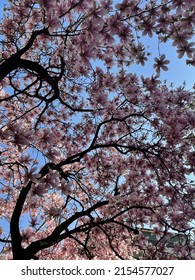 Bresso (Milano, Italy) - March 23 2022: Pink Magnolia Blossoms Stand Out Against The Blue Sky On A Sunny Spring Day