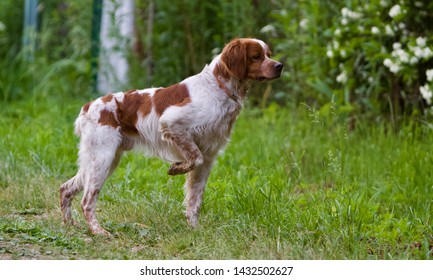espanol breton dog