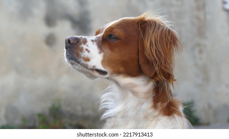 Breton Spaniel Hunting Dog In The House