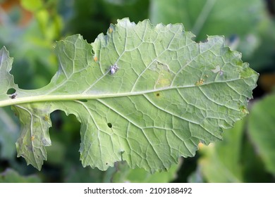 Brevicoryne Brassicae, Commonly Known As The Cabbage Aphid And Myzus Persicae, Known As The Green Peach Aphid Or The Peach-potato Aphid On Rapeseed Leaf.