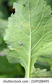 Brevicoryne Brassicae, Commonly Known As The Cabbage Aphid And Myzus Persicae, Known As The Green Peach Aphid Or The Peach-potato Aphid On Rapeseed Leaf.