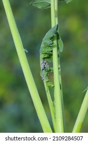 Brevicoryne Brassicae, Commonly Known As The Cabbage Aphid Or Cabbage Aphis Or Mealy Cabbage Aphid On Rapeseed Leaf.