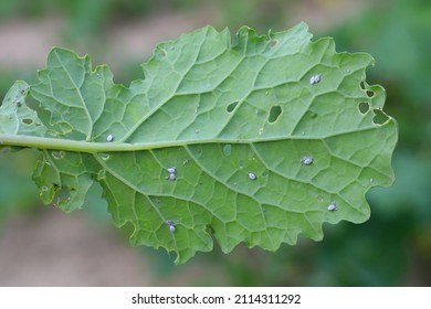 Brevicoryne Brassicae, Commonly Known As The Cabbage Aphid Or Cabbage Aphis Or Mealy Cabbage Aphid On Rapeseed Leaf.