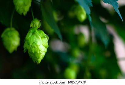 Brew hop cones hang in the field - Shutterstock ID 1485784979