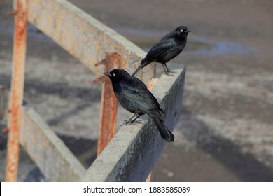 Brewers Blackbird By The Coast Of California