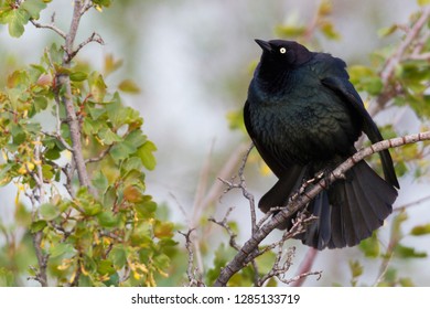 Brewer's Blackbird Displaying