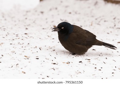 Brewer's Blackbird Eating Seed