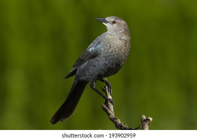 Brewers Blackbird Female