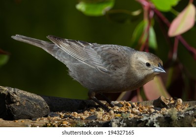 Brewers Blackbird Female