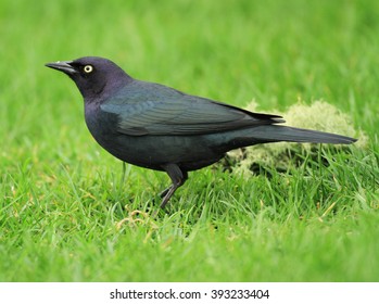 Brewer's Blackbird (Male)