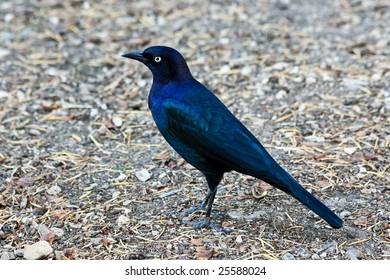 Brewer's Blackbird Portrait