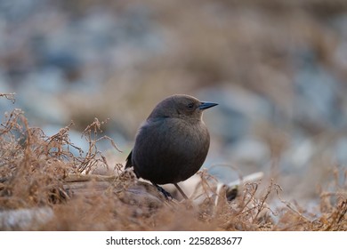 Brewer's blackbird resting at seaside, it is a glossy bird, almost liquid combination of black, midnight blue, and metallic green. - Shutterstock ID 2258283677