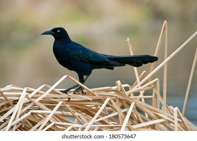 Brewers Blackbird Standing On Pile Of Thick Straw