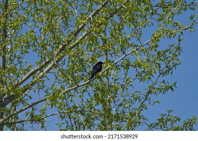 Brewer's Blackbird In A Tree