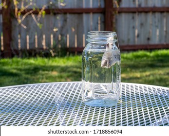 Brewing Sun Tea Or Sweet Tea In A Mason Jar Outdoors On A Warm Summer Day