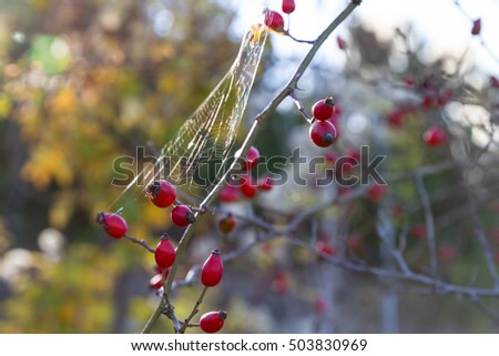 Similar – Image, Stock Photo Balls & Dots Winter