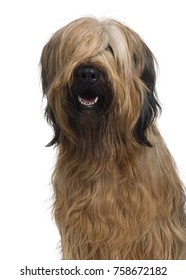 Briard, 1 Year Old, in front of white background