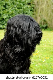 Briard black dog, portrait of french shepherd in outdoors.