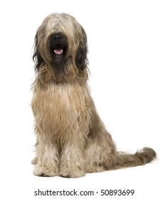 Briard dog, 14 months old, sitting in front of white background