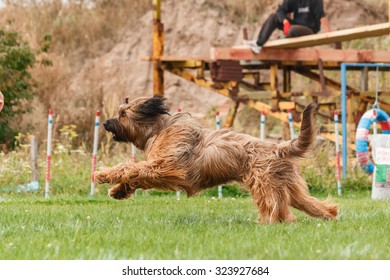 Briard dog catches a flying disc