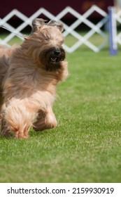 Briard dog with fluffy hair bouncing in motion