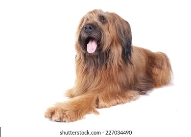 Briard dog laying down on a white background
