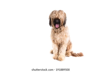 Briard dog on a white background
