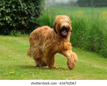Briard dog, portrait of french shepherd in outdoors.