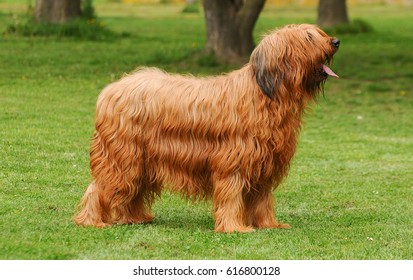 Briard dog, portrait of french shepherd in outdoors.